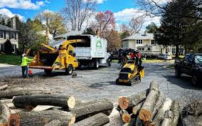 Best Arborist Consultation Services  in Corte Madera, CA