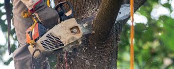 Best Stump Grinding and Removal  in Corte Madera, CA