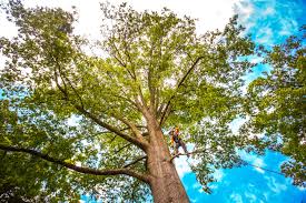 Best Tree Mulching  in Corte Madera, CA