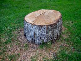 Best Tree Maintenance Programs  in Corte Madera, CA