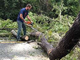 Best Firewood Processing and Delivery  in Corte Madera, CA