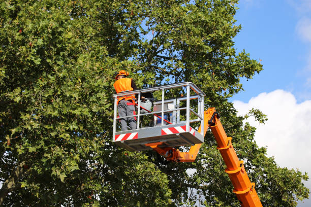  Corte Madera, CA Tree Removal Pros
