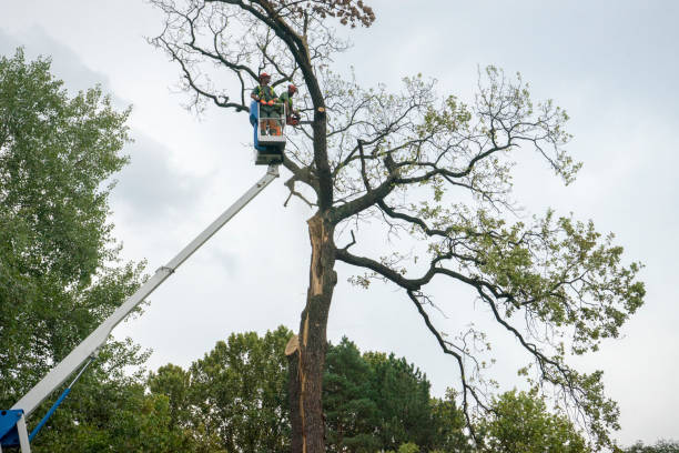 Best Commercial Tree Services  in Corte Madera, CA