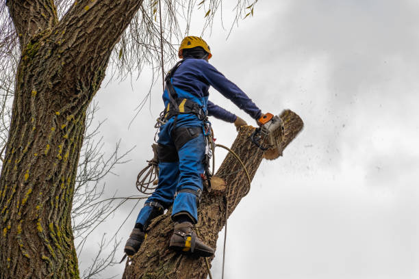 Best Tree Disease Treatment  in Corte Madera, CA